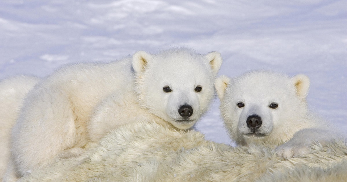 polar bear cubs – Insights From A Bipolar Bear